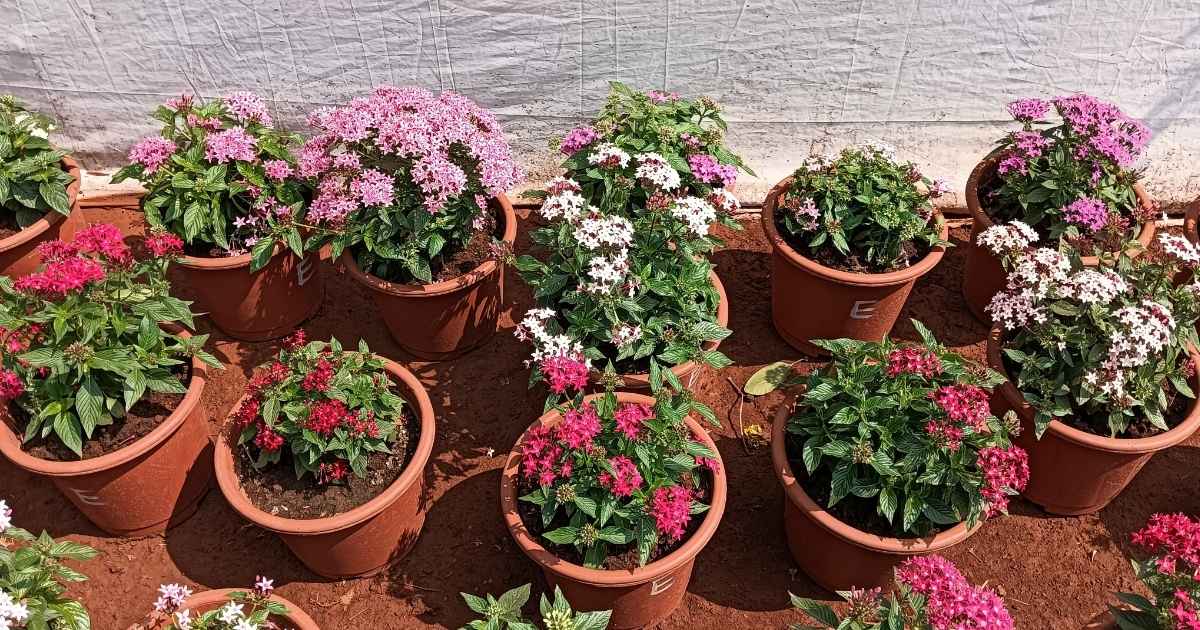 植木鉢と植物の処分・回収